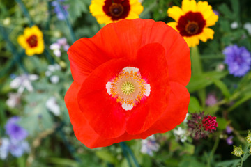 Poppy seed flower macro