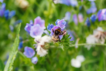 Bee pollinating flower