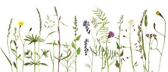 Fototapeta na wymiar Watercolor drawing plants
