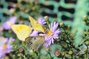 butterfly in a limited space of flowers