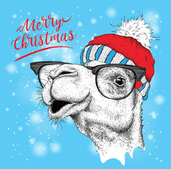Christmas card with camel in winter hat. Merry Christmas lettering design. Vector illustration