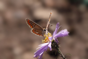 Moths spread their wings - front view