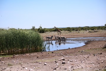 Fototapeta na wymiar Zebras and giraffe at the waterhole in Etosha National Park, Namibia Africa