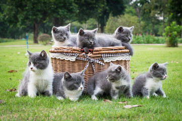 Obraz premium Gray kitten on the grass