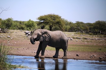 Thirsty African elephant bull at waterhole in Etosha Park, Namibia Africa