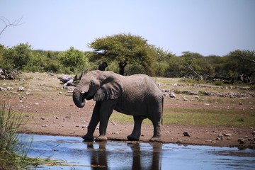 Obraz premium Thirsty African elephant bull at waterhole in Etosha Park, Namibia Africa
