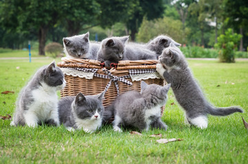 Gray kitten on the grass