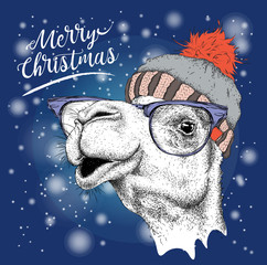Christmas card with camel in winter hat. Merry Christmas lettering design. Vector illustration