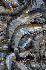 Seafood background, fresh shrimp