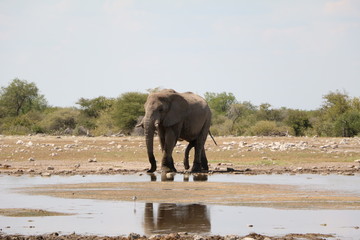 Fototapeta premium Large male elephant in Etosha National Park, Namibia Africa