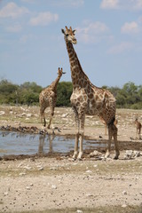 Obraz na płótnie Canvas Watchful Giraffes at the waterhole in Namibia, Africa