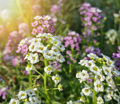 Fototapeta Beautiful garden white and purple flowers/Beautiful garden white and purple flowers