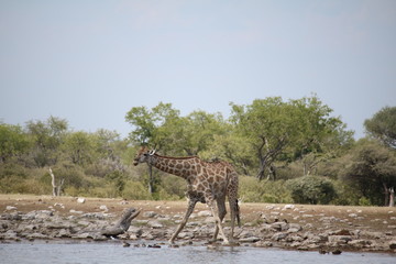 Fototapeta na wymiar Giraffes drinking water in Etosha National Park, Namibia Africa