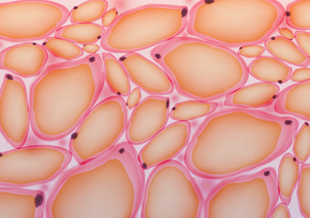 Adipose tissue, Fat Cells, Adipocytes - Vector Illustration - 122938167