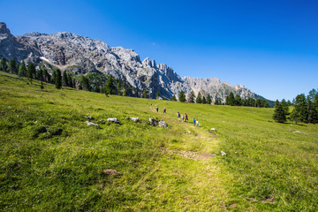 Fototapeta na wymiar Beautiful green meadows with Latemar mountains group ( Latemargruppe), under a sunny blue sky Trentino Alto adige, Italy