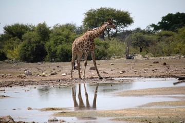 Fototapeta na wymiar Thirsty giraffe at the waterhole in Etosha National Park, Namibia Africa