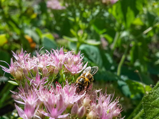 Beautiful pink garden flowers in the sunset light and bee/Beautiful pink garden flowers in the sunset light and bee