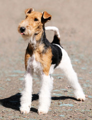 Fox terrier standing