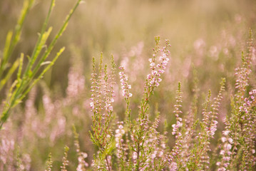Bl&uuml;te des Heidekrauts in softer Umgebung