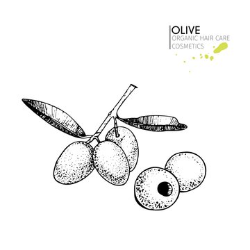 Vector set of hair care ingredients. Organic hand drawn elements. Olive branch and olives.