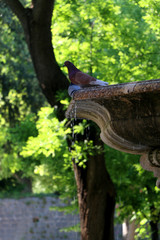 Pigeons on a fountain in park. In Split, Croatia. Selective focus.