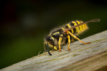 Wasp worker collecting wood for nesting