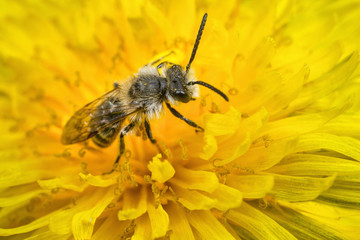 Male Mining Bee on a Dandelion flower