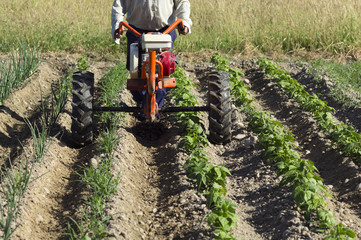 senior man farmer  with rototiller ,  tiller tractor , for cultivating vegetables in Castilla...