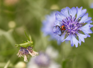 spider Synema globosum and grasshopper sitting on purple cornflowers