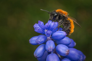 Female Tawny Mining Bee on a Grape Hyacinth flower/