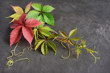 Colorful autumn leaves of Virginia creeper - obrazy, fototapety, plakaty