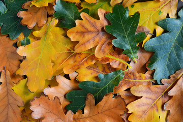 Autumn oak leaves