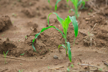 Planting Corn
