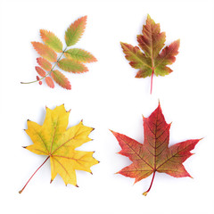 Collection of colorful autumn leaves
