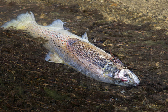 rainbow trout steelhead dead for pollution in river