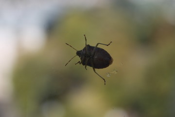 Stink bug