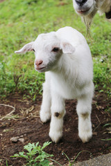 Obraz premium 子やぎ