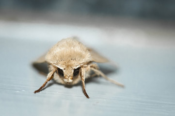 A close up of the head of the Small Wainscot moth, Denticucullus pygmina