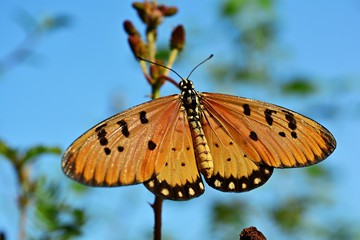 Butterfly on a twig, leaf background blur./ 
Butterfly on a branch blue sky background.
