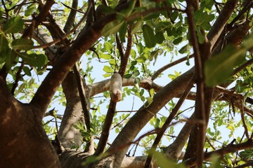 Kigelia africana with fruits, Namibia Africa