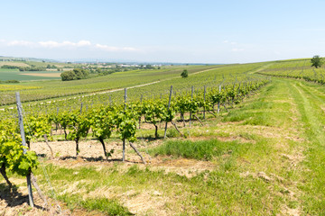 Fototapeta na wymiar Riesling vineyards in Rheinhessen, Rhineland Palatinate, Central Germany