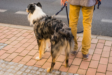 Straßenfotografie junger Mann mit Hund wartet um Straße zu überqueren - Street photography young...
