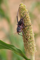 Beetle on Mahango plant in Namibia Africa