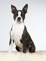 Boston terrier puppy portrait. Image taken in a studio.