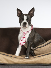 Boston terrier puppy portrait. Image taken in a studio. The dog is wearing a pink tie.
