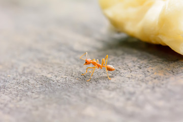 Single red ant alone on the floor.