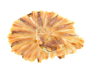 Dried sea fish  on white background