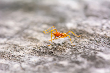 Single red ant alone on the floor.