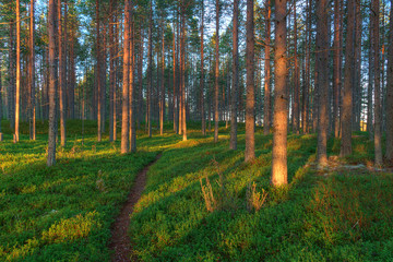 Beautiful landscape of pine forest at dawn.