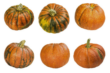 Pumpkin on white no shade